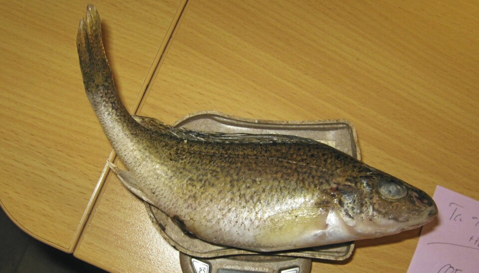Hork (Gymnocephalus cernuus)