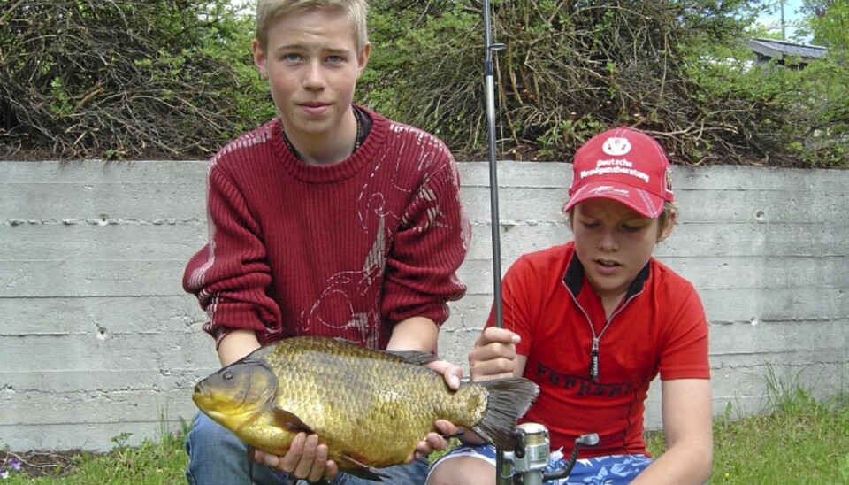 Karuss (Carassius carassius)