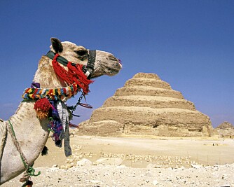 Opplev Egypts fantastiske severdigheter fra kamelryggen - eller fra "ørkenens skip", som de kalles.