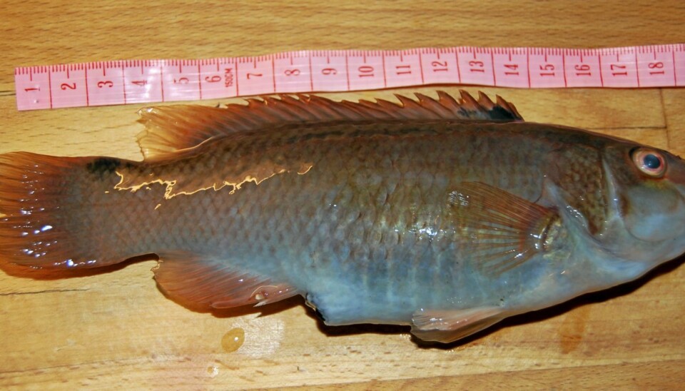 Bergnebb (Ctenolabrus rupestris)