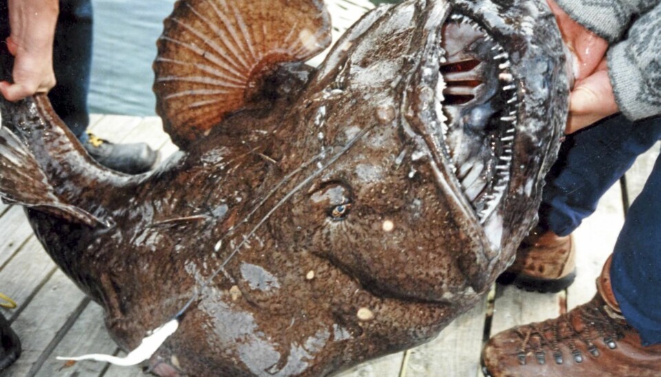 Breiflabb (Lophius piscatorius)