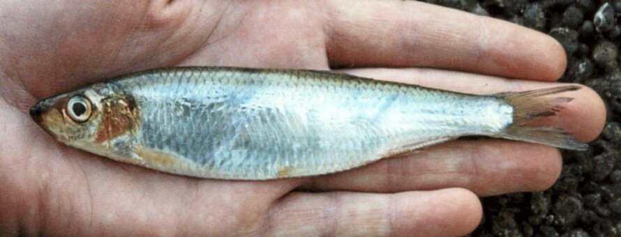 Brisling (Sprattus sprattus)