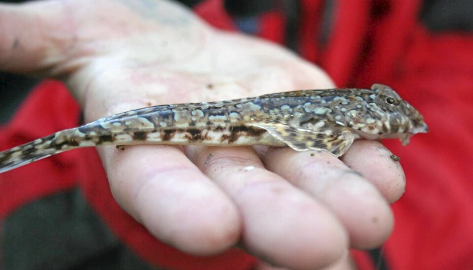 Flekket fløyfisk (Callionymus maculatus)