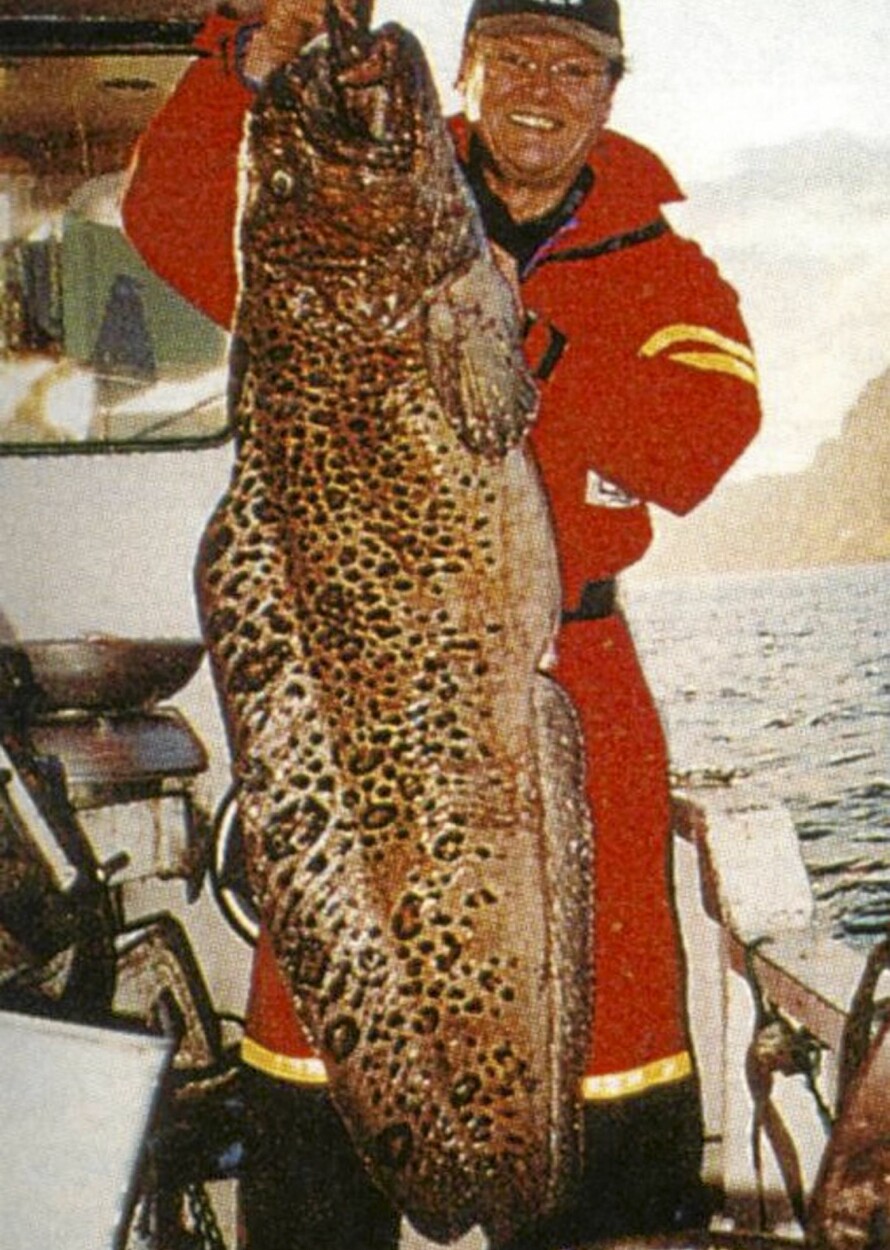 Flekksteinbit (Anarhichas minor)