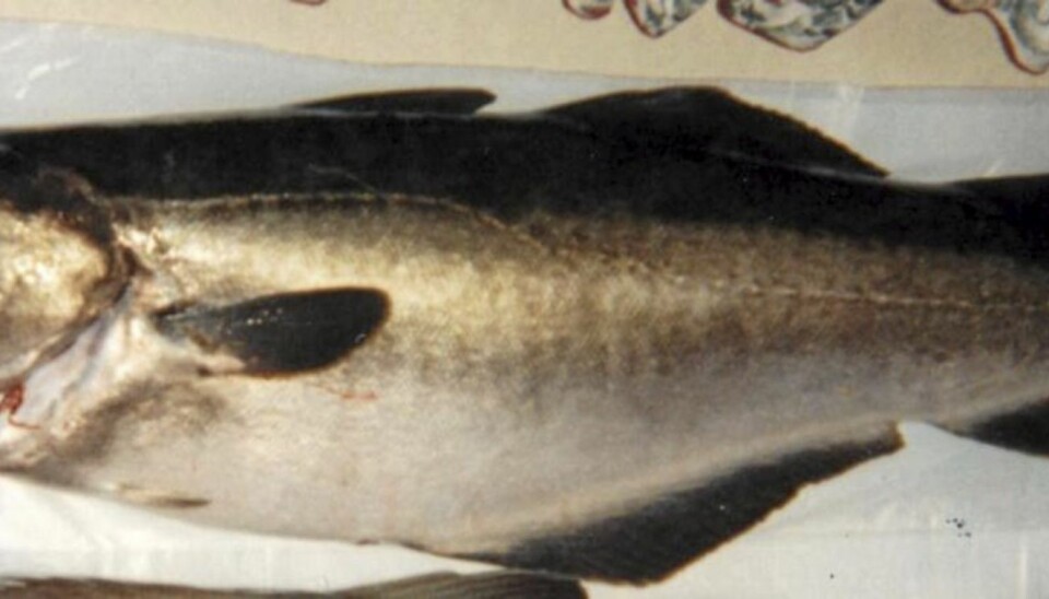 Lyr (Pollachius pollachius)