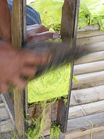 TPROSESSEN: Tobakksbladene blir høstet etter hvert som de vokser fram, og skåret i lange fine strimler på den såkalte Ranjangan-måten. De blir deretter lagt til tørk på bambusblader i solen.