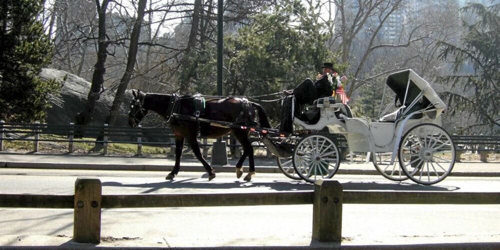 CENTRAL PARK: Prøv en tur med hest og vogn.