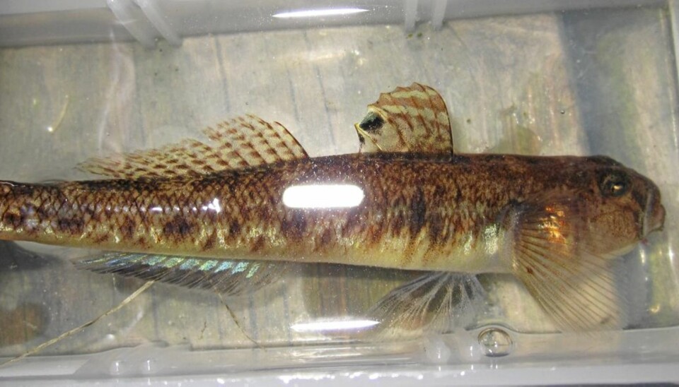 Sandkutling (Pomatoschistus minutus)