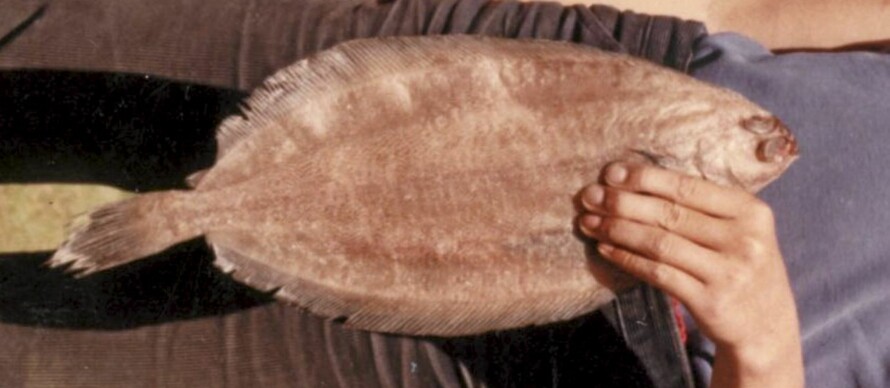 Smørflyndre (Glyptocephalus cynoglossus)