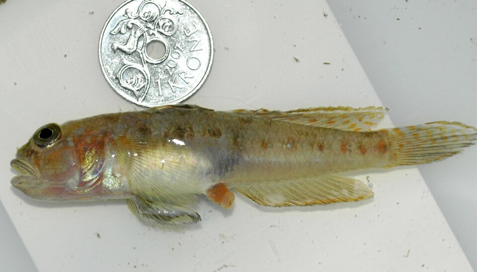 Spisshalet kutling (Lesueurigobius friesii)