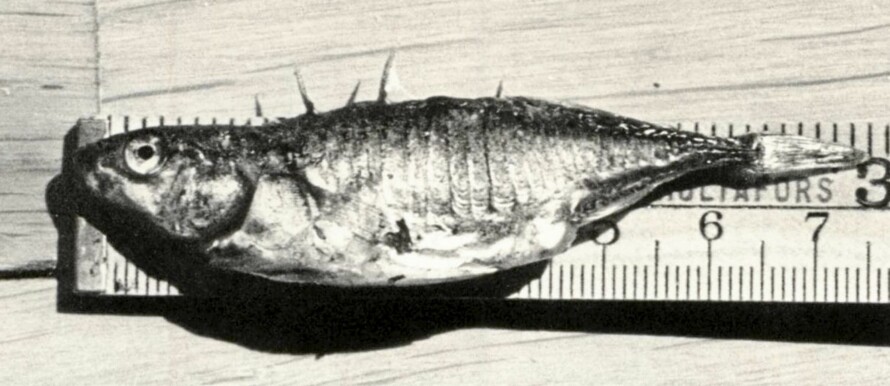 Stingsild, trepigget (Gasterosteus aculeatus)