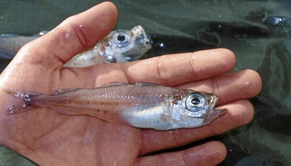 Sølvtorsk (Gadiculus argenteus)
