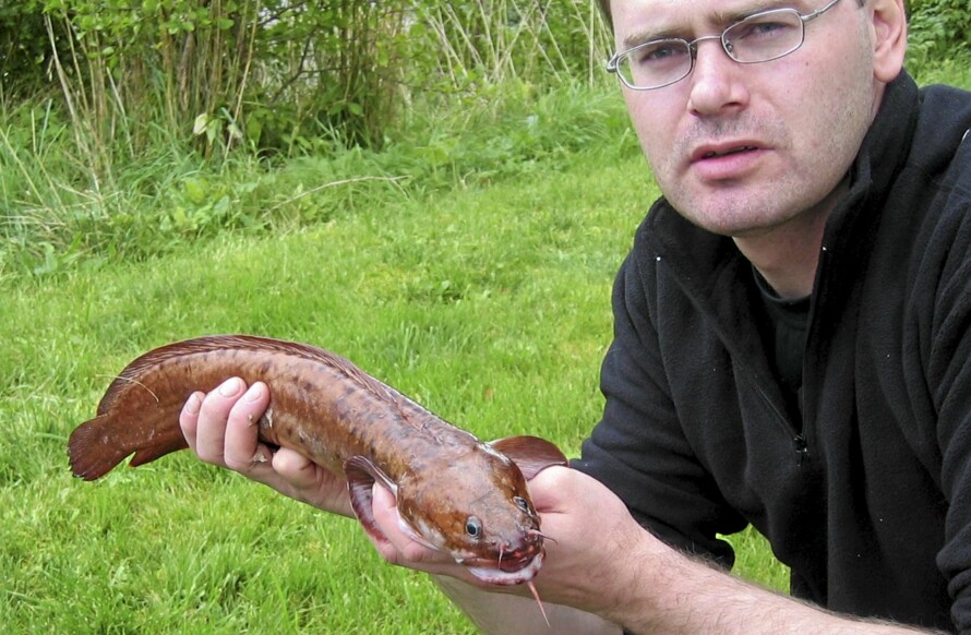 3-trådet tangbrosme (Gaidropsarus vulgaris)