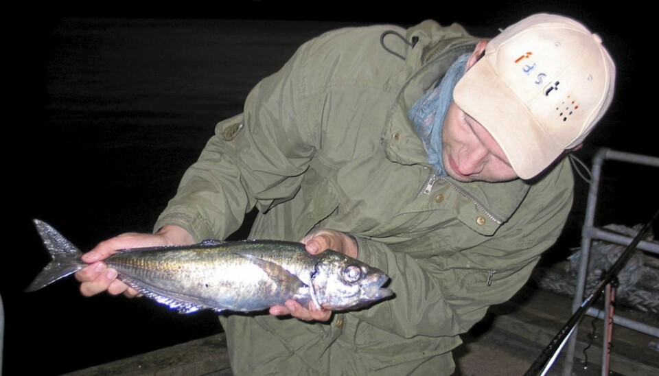 Taggmakrell (Trachurus trachurus)