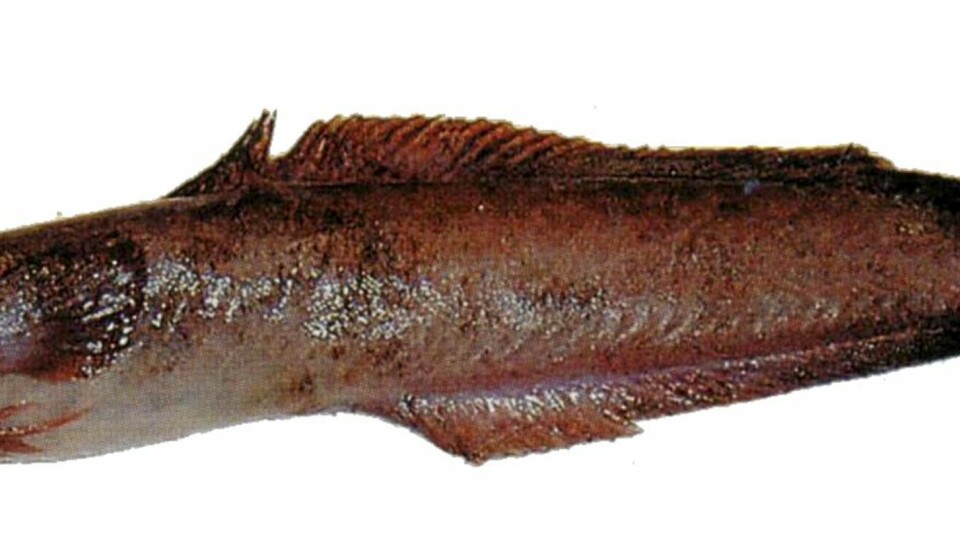 5-trådet tangbrosme (Ciliata mustela)