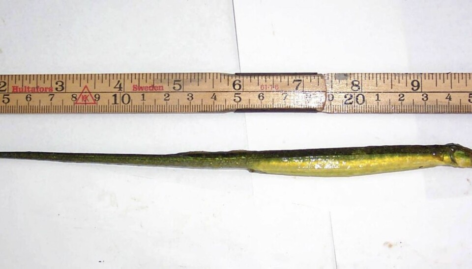 Tangsnelle (Syngnathus typhle)