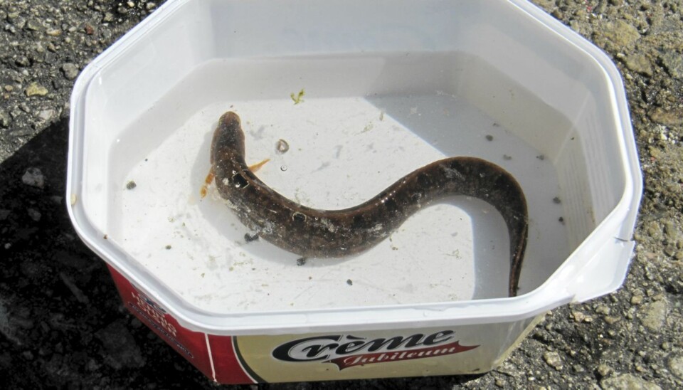 Tangsprell (Pholis gunnellus)