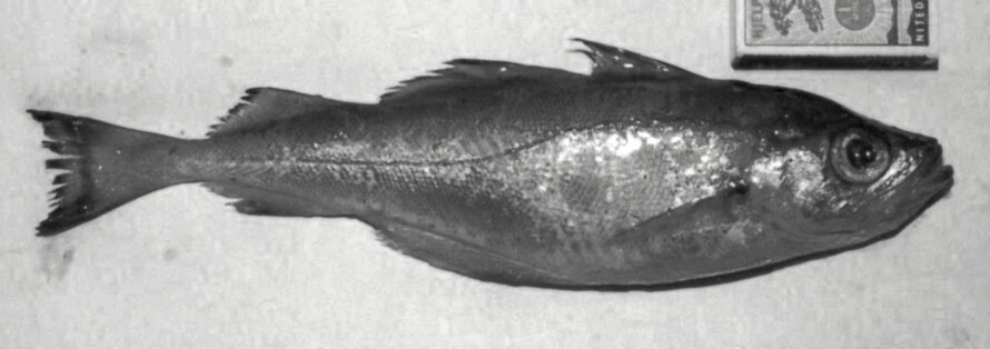 Øyepål (Trisopterus esmarkii)