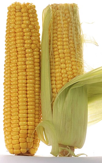JA: Mel av mais er uten gluten, det samme er havre (så lenge det står på pakningen). JA: Mel av mais er uten gluten, det samme er havre (så lenge det står på pakningen).