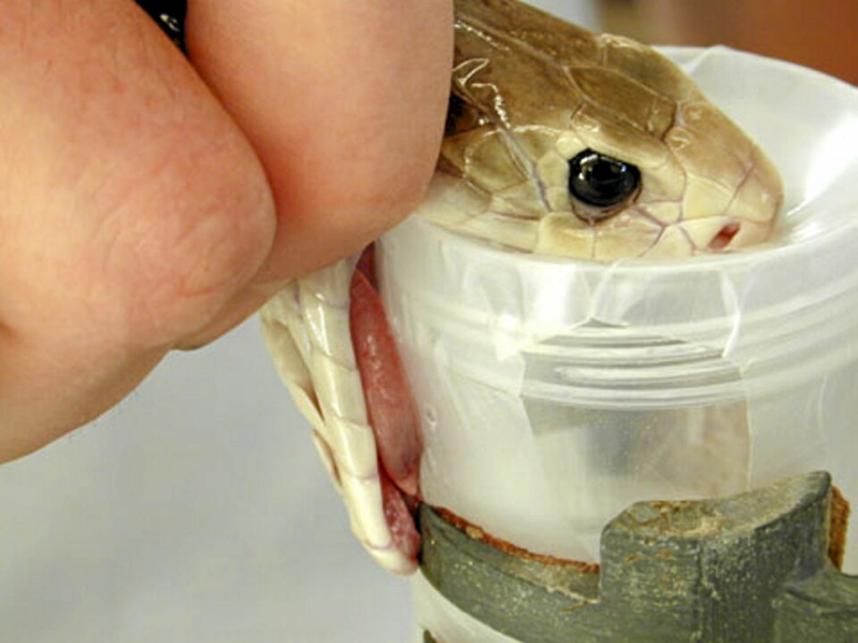 Her er verdens ti særeste yrker