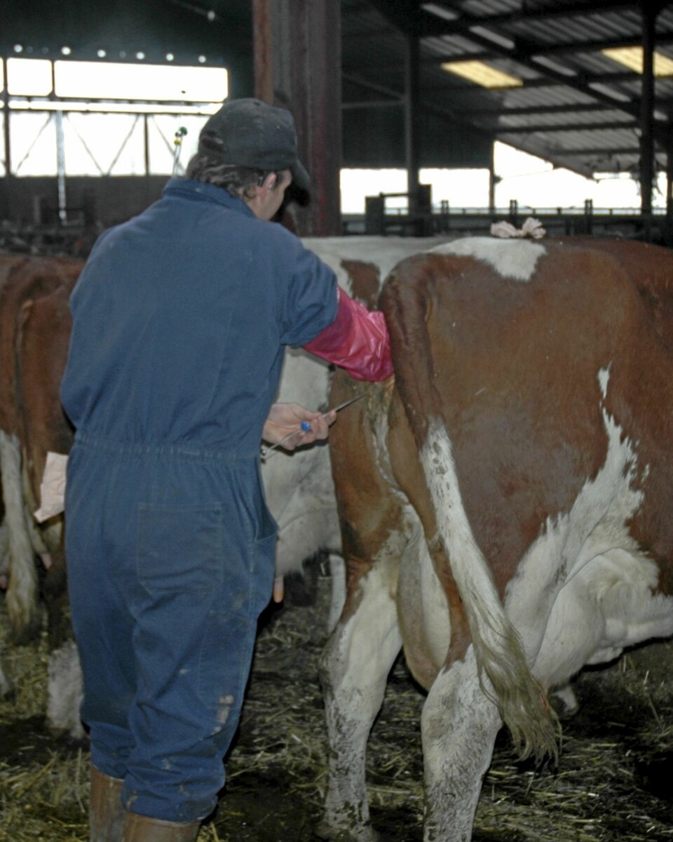 Her er verdens ti særeste yrker