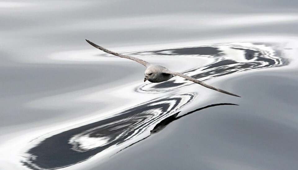 Denne flotte havhesten ble fotografert av Torbjørn Riise Haagensen og er ett av omgangens tre gullbilder. Bildet ble også kåret til 'månedens bilde'. Gratulerer!