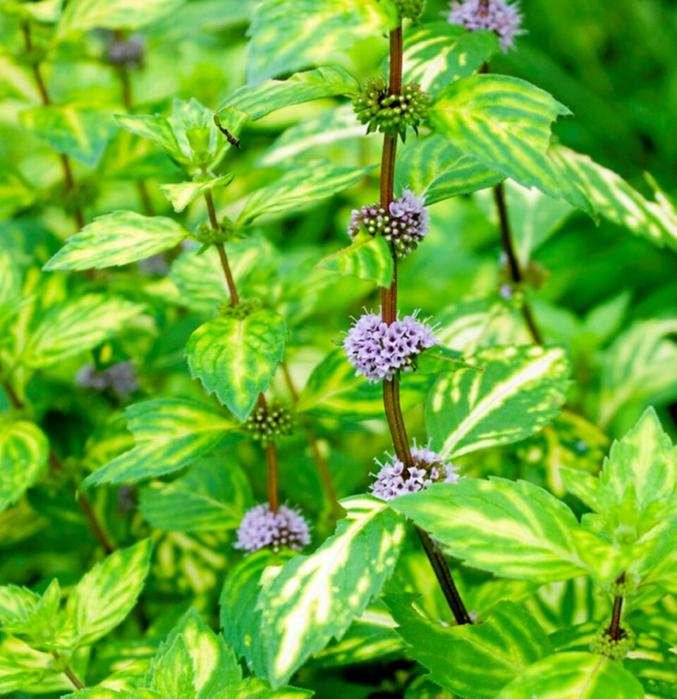 VILLIG: Mynte sprer seg som ugress og er lett å formere. Det gjelder også den broketbladete mynten.