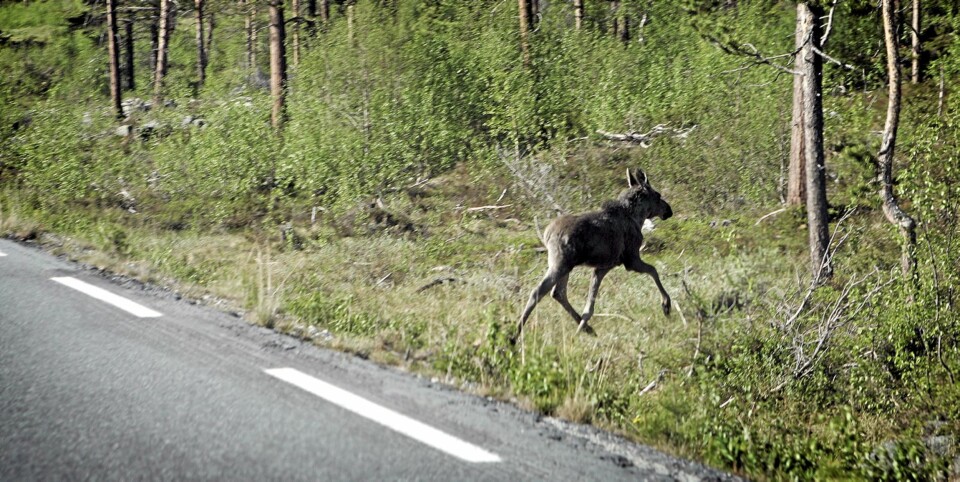 VÆR OPPMERKSOM! Nå er det mange unge, forvirrede elgkalver på leting etter nye områder å etablere seg i. Disse oppfører seg ikke logisk i møte med trafikken. Kommer elgen fra motgånde felt, bør du ha hatt tid til å bremse ned, slik som i dette tilfellet.