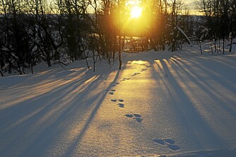 SPORSNØ: Haren har satt sine tydelig spor i snøen.