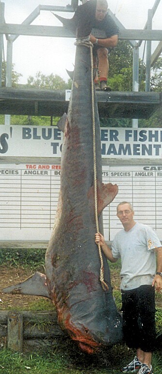 FOR STOR FOR VEGGEN: Kevin Clapson ville gjerne stoppe ut den 810 kg tunge tigerhaien, men hadde ikke stort nok hus til sitt livs fangst.