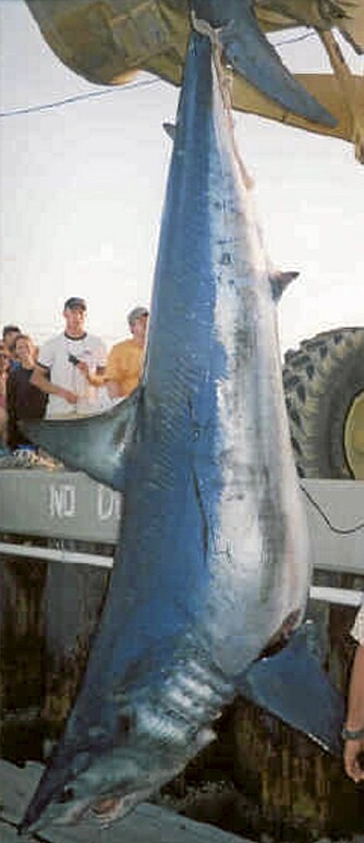 MAKO-MAT FOR MONS: 554 kg makrellhai endte opp som mat for de fattige i Boston og omegn. Nesten 4800 måltider ble det.