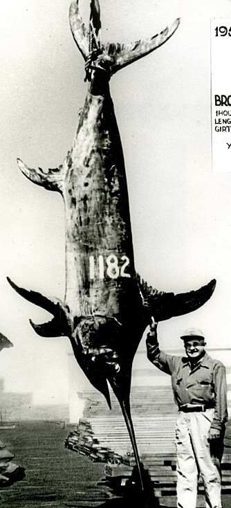 LEGENDARISK: 1182 pund veide sverdfisken som Louis Marron tok utenfor Chile for snart 55 år siden. Han brukte blant annet en klassisk Fin-Nor big game-snelle lastet med såkalt 39-tråders line med bruddstyrke på 130 pund.