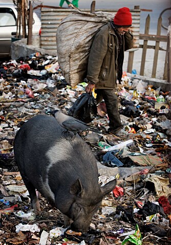 Ikke rart en søppeletende gris trives i Katmandu.