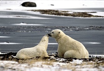 ISBJØRNER I VANNKANTEN: En binne og hennes avkom venter på sel ved kanten av isen.(Foto: WWF-CANON/MARTIN HARVEY