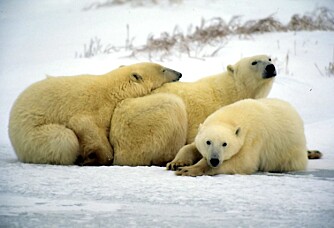 FAMILIEKOS: En isbjørnfamilie bylter seg sammen. (FOTO: WWF-CANON/KEVIN SCHAFER)