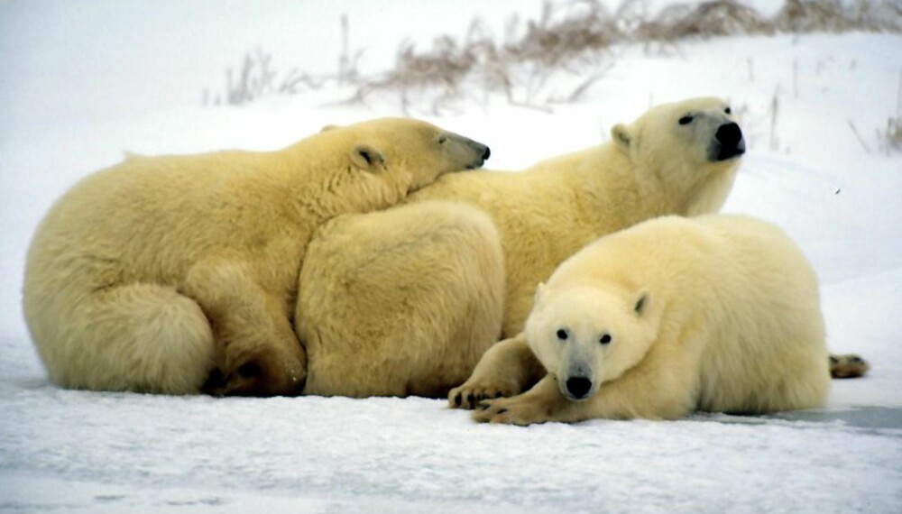FAMILIEKOS: En isbjørnfamilie bylter seg sammen. (FOTO: WWF-CANON/KEVIN SCHAFER)