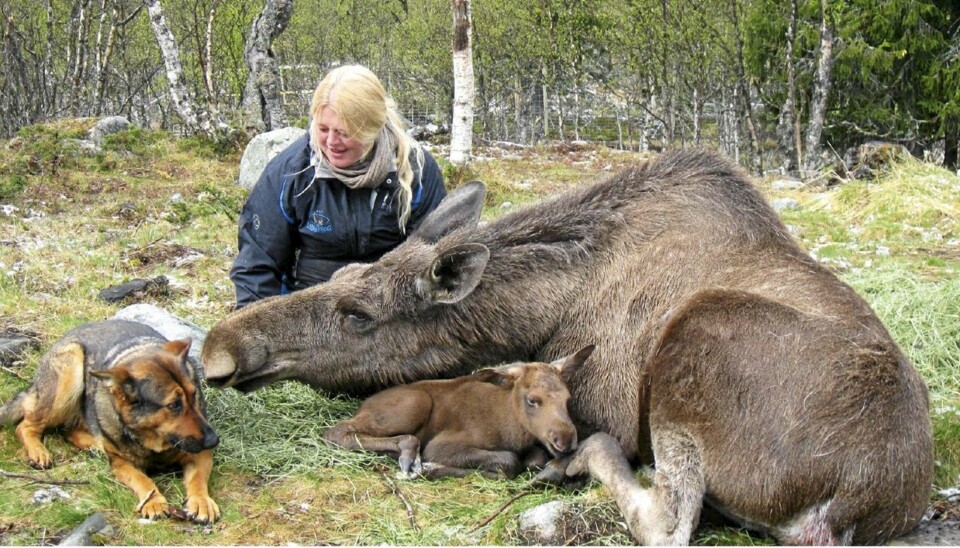 KJÆRLIG: Elgen Svea kommer med et rop når Anne Grete kommer gående og slikker henne ivrig i ansiktet. Her har hun lagt seg ned med elgkalven Svevin, som ble født 17. mai, og det er tydelig at også scæferen Chika er en del av familien.