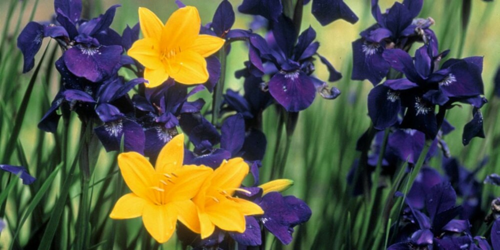 SMAK AV SOMMER: Hemerocallis 'Golden Chimes' og blåfiolett Iris. Samme nydelige farge får du i vårblomstrende iris.