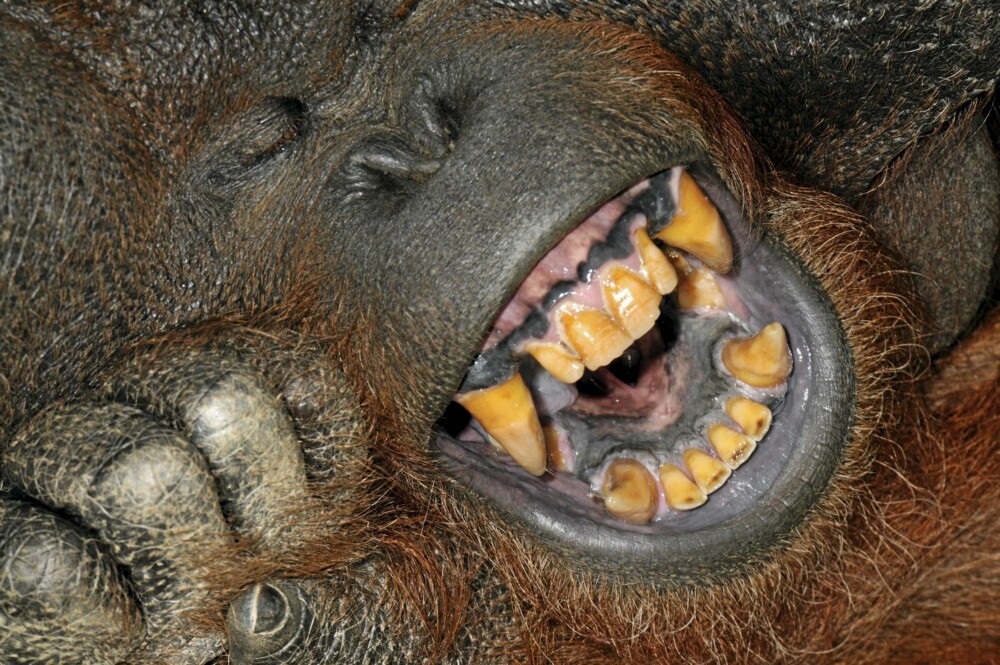 Orangutangen har 32 tenner som oss mennesker. Men hjørnetennene er kanskje litt mer fryktinngytende.
