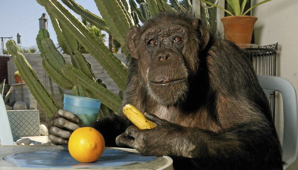 Cheeta levde et stille liv som pensjonist. - Han var en svært vennlig og klok sjimpanse, forteller dyrepasserne ved Suncoast Primate Sanctuary.