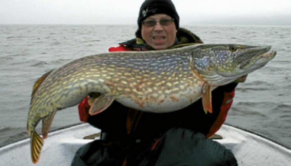 Gjedde (Esox lucius)