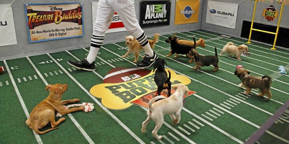 PUPPY BOWL: Kjæledyr-fansens svar på Super Bowl går på Animal Planet.