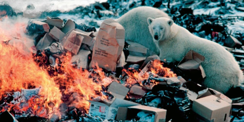 Isbjørner prøver å sikre seg noe å spise før flammene tar avfallet på denne søppelfyllingen i Churchill ved Hudson Bay i Canada.