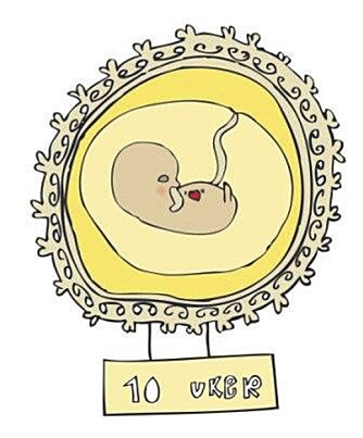 UTVIKLINGEN: Fra uke 10 til uke 19 vil barnet vokse fra 30-40 mm til rundt 12 cm. Og i uke 19 vil man kjenne gode spark i magen.