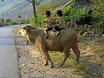 For en vietnamesisk fire-femåring er det ingen sak å håndtere en diger vannbøffel!