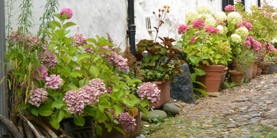 PLANTE BLOMSTER: Å plante blomster i krukker og potter er, ifølge ekspertene, enklere enn å holde styr på blomsterbed. Foto: Gettyimages.com.