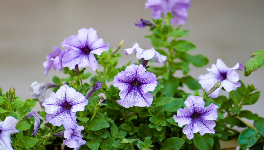 PETUNIA: Blant blomster som tåler både sol, skygge og en regnskur, finner vi petunia, femtunge, spansk margeritt, begonia og stemor. Disse kan være gode valg til hagepottene dine, dersom du er typen som ofte glemmer å vanne. Foto: Gettyimages.com.