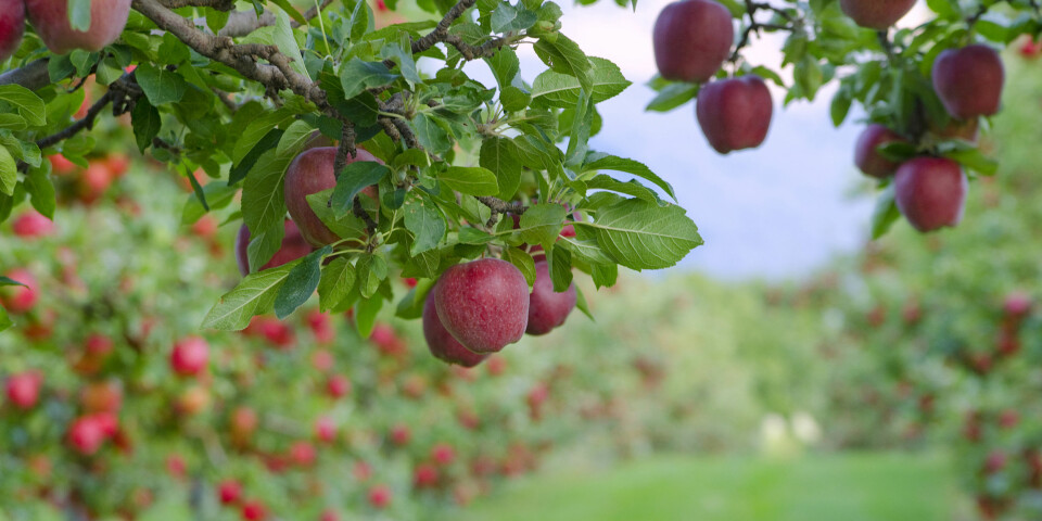 FRUKTTRÆR: Det er mye å ta hensyn til for å få rikelig blomstring og fruktsetting på frukttrærne dine, men godt vedlikehold er en av de viktigste faktorene. Foto: Gettyimages.com.