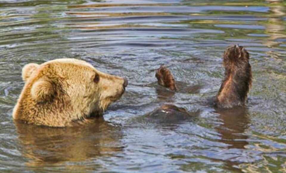Polar Zoo