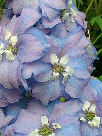 RIDDERSPORE: Delphinium er flotte, høyreiste stauder som også står på menyen til sneglene.